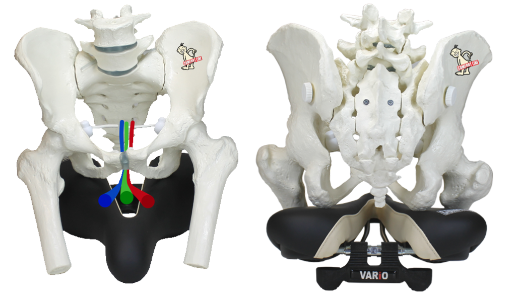 Sitzknochen VARiO - COMFORT LINE